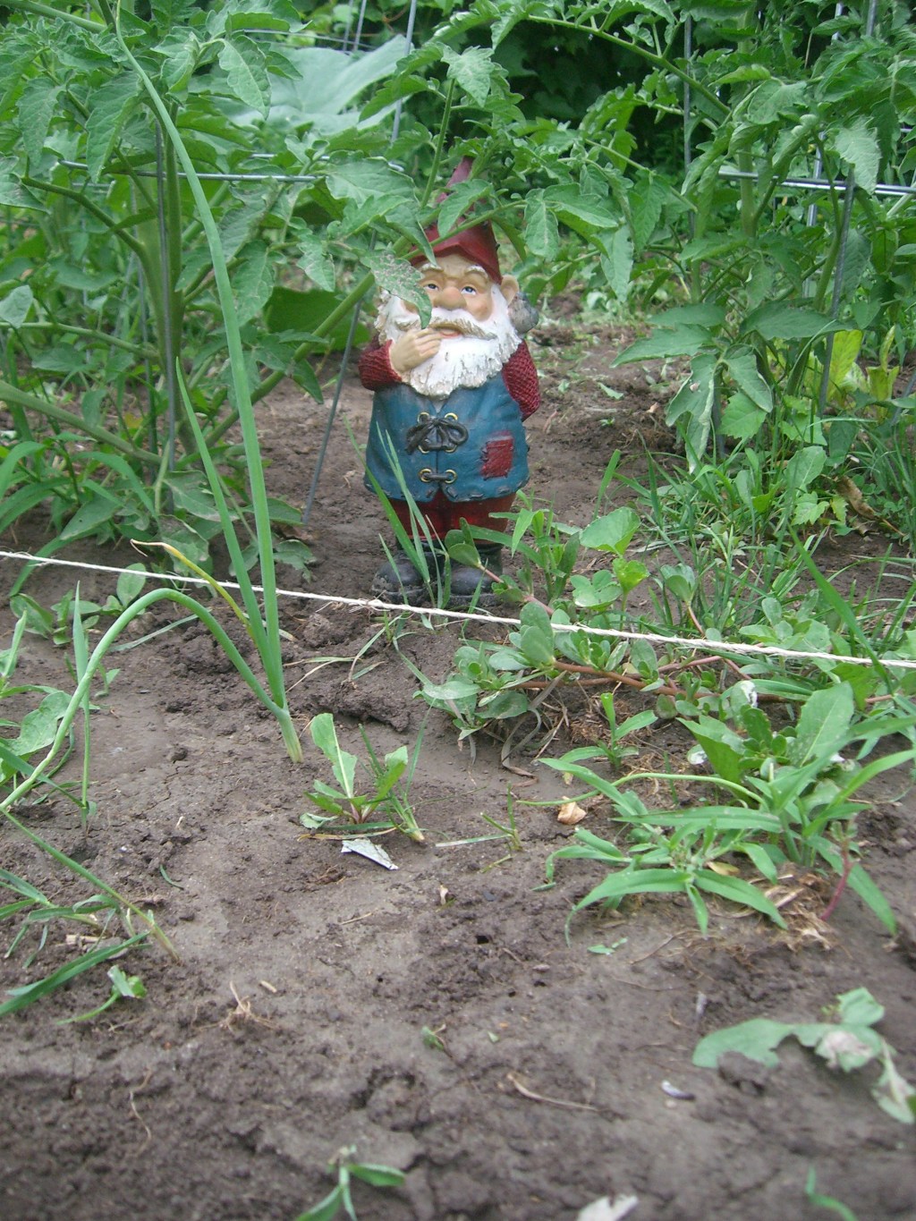 Mid-summer garden photos