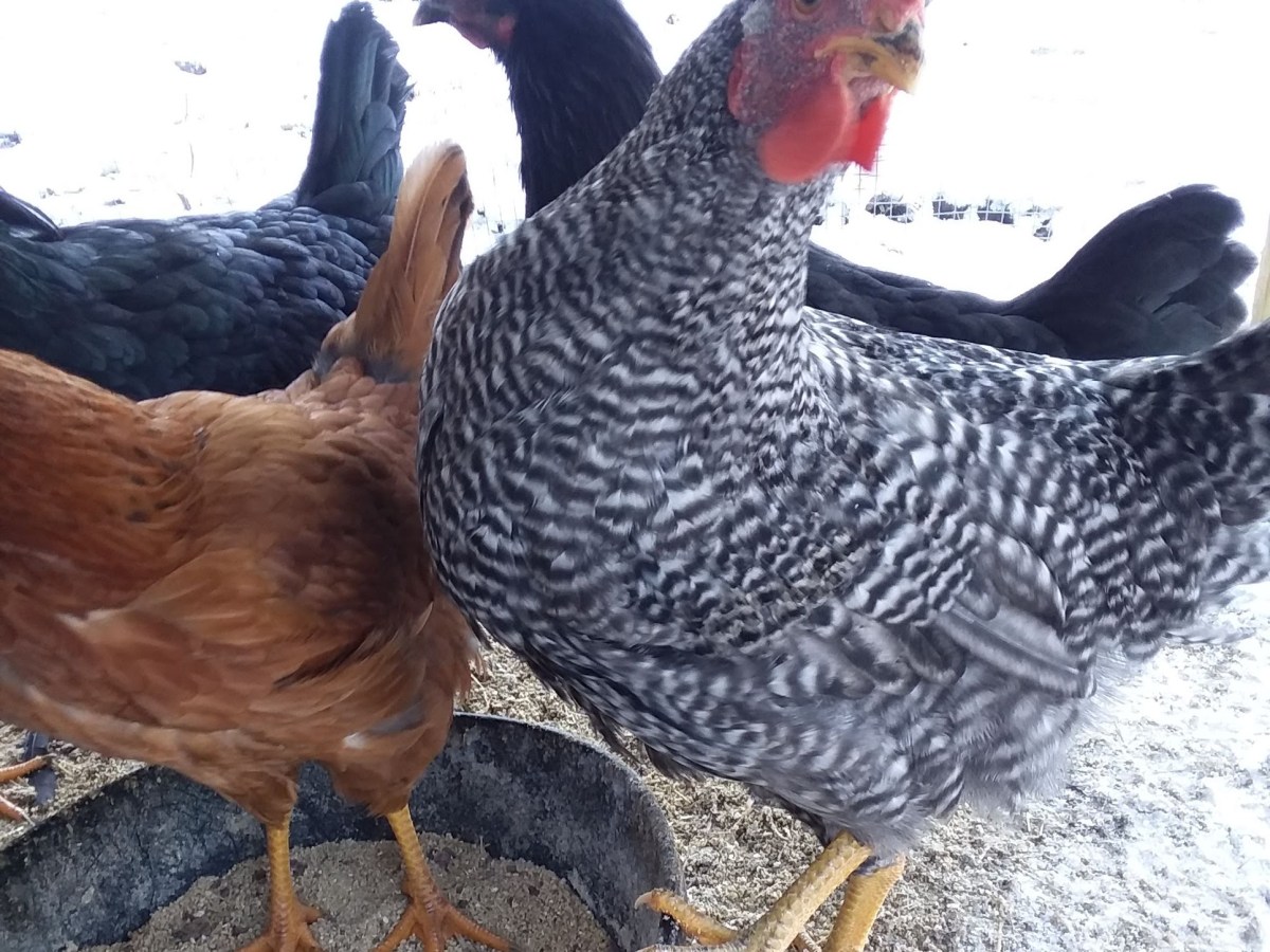 Zelda the She-Rooster