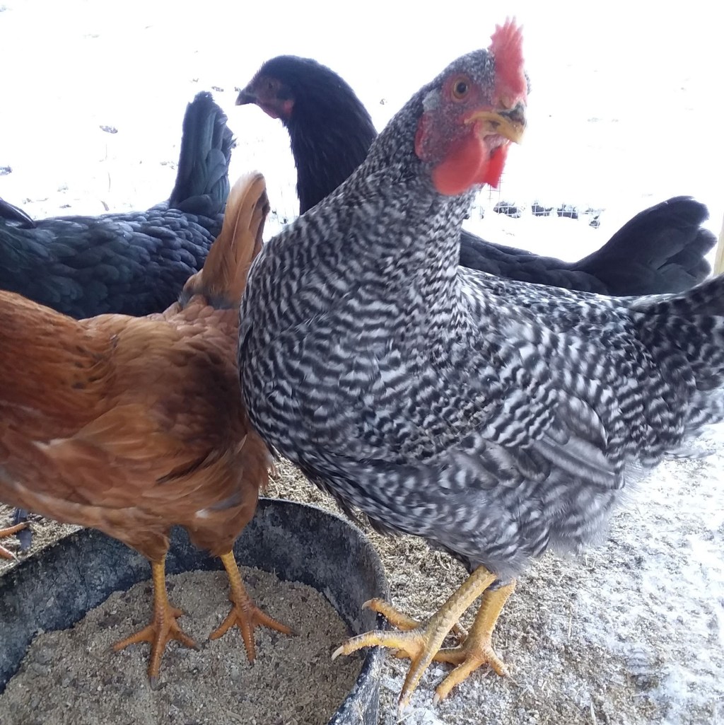 Zelda the She-Rooster