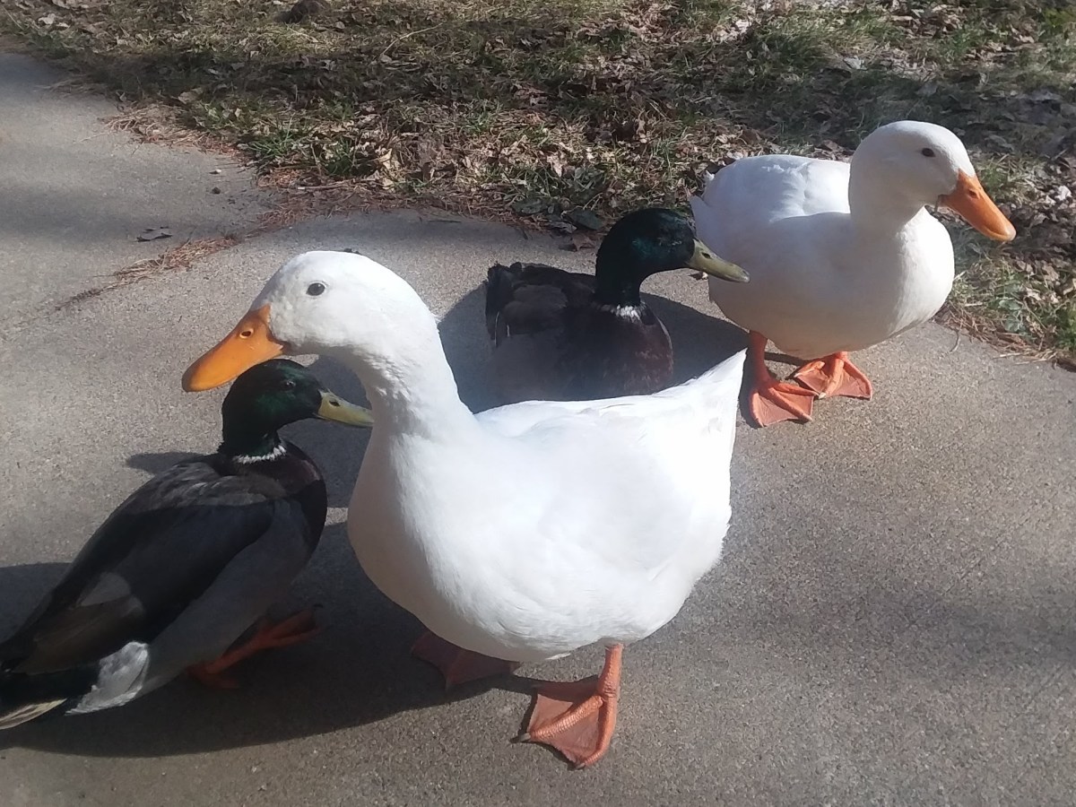 Daphne and Her&nbsp;Ducks