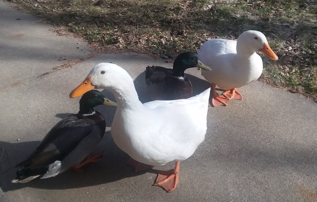 Daphne and Her Ducks